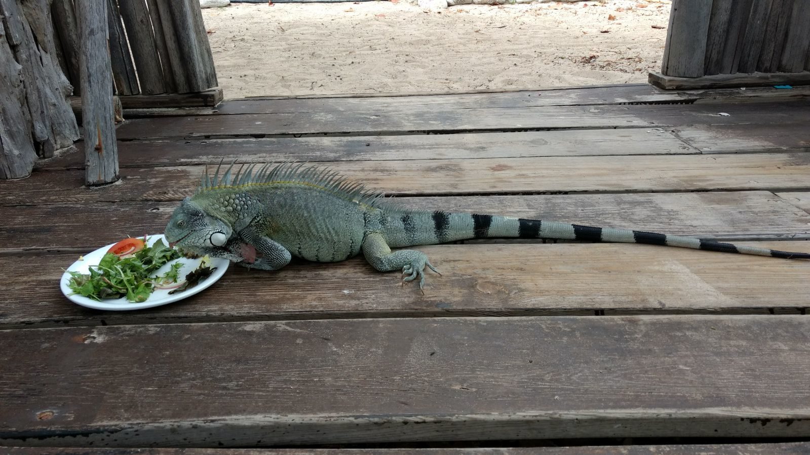 Leguan