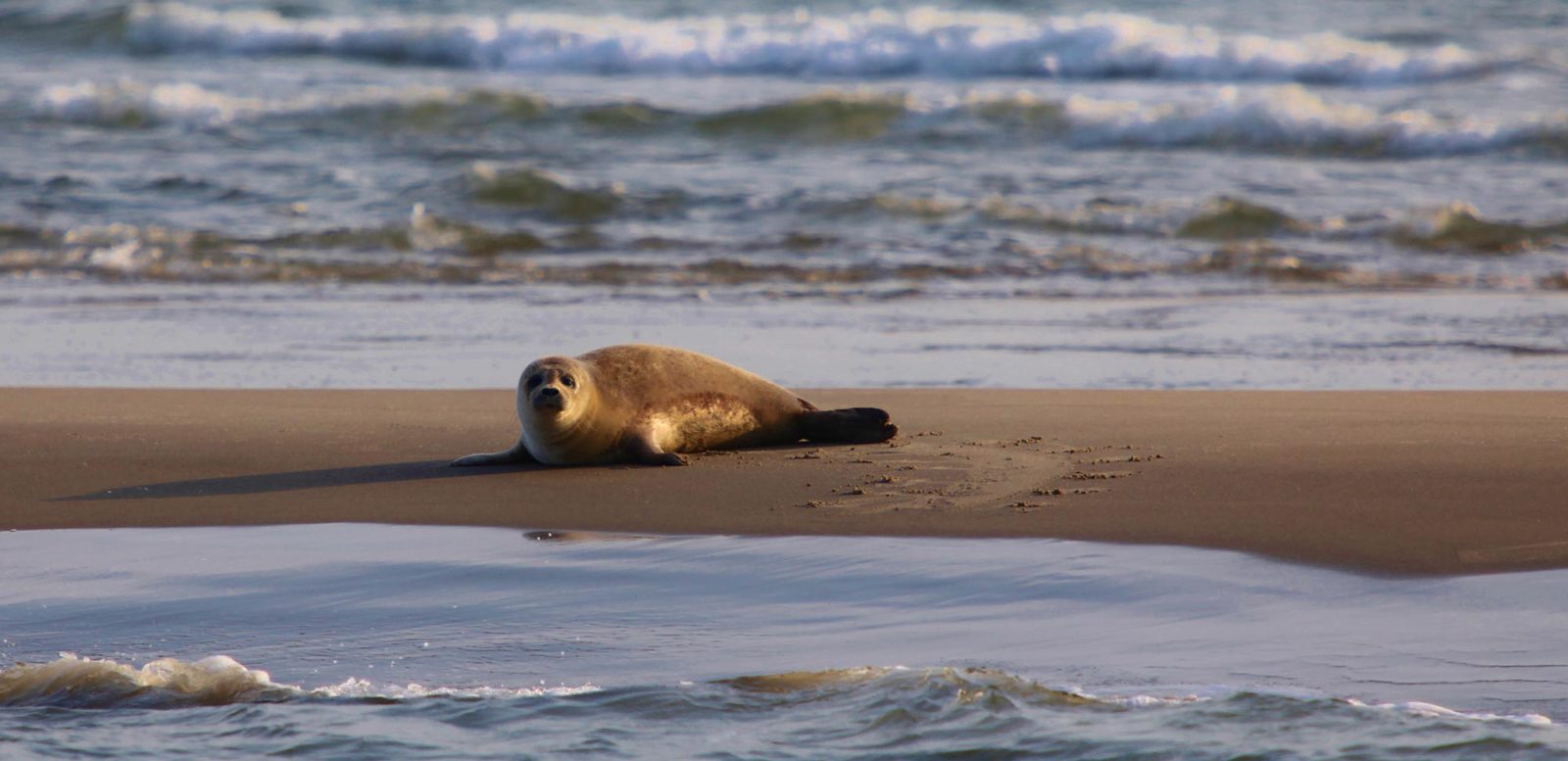 Zeehonden in de Oosterschelde