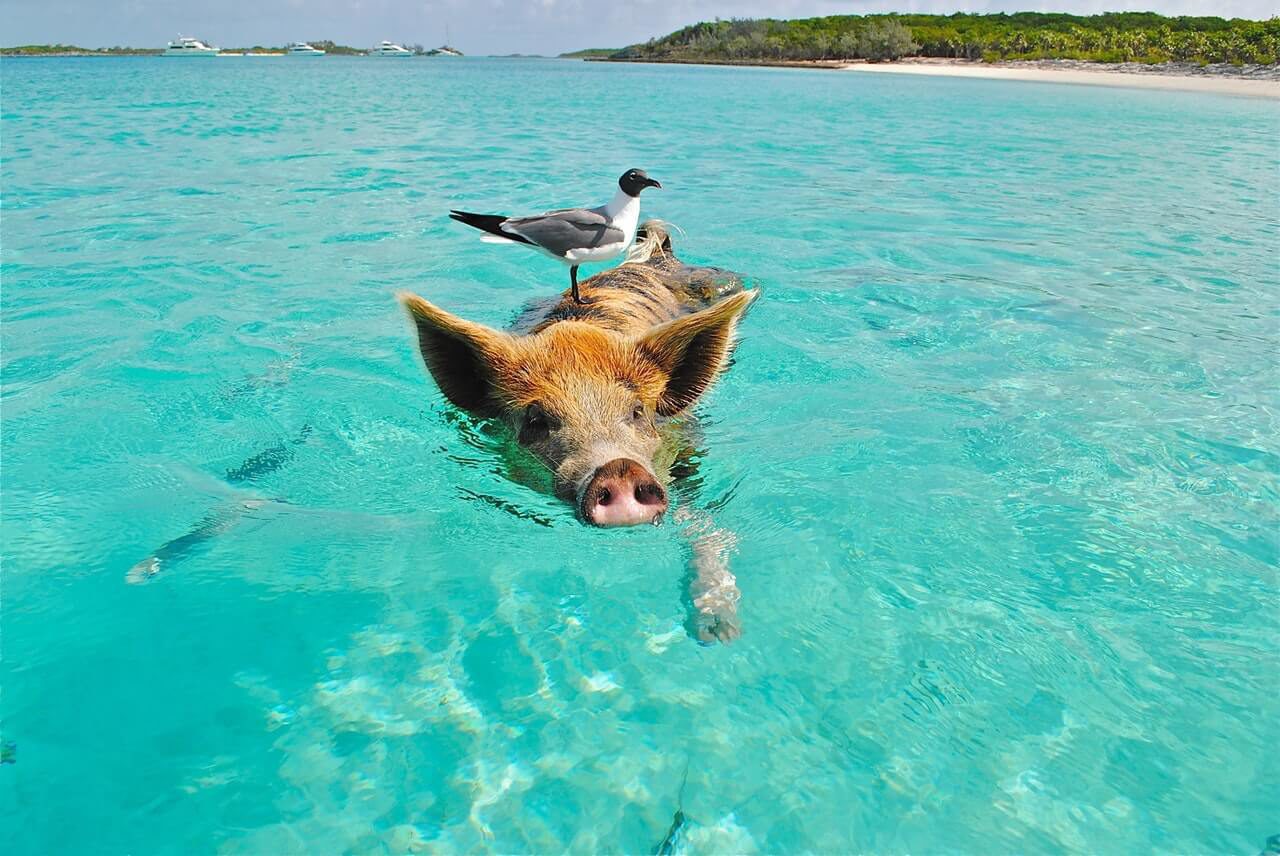 The animals on Bonaire are not only water animals or land animals. You will definitely will find these beautiful creatures on this island.