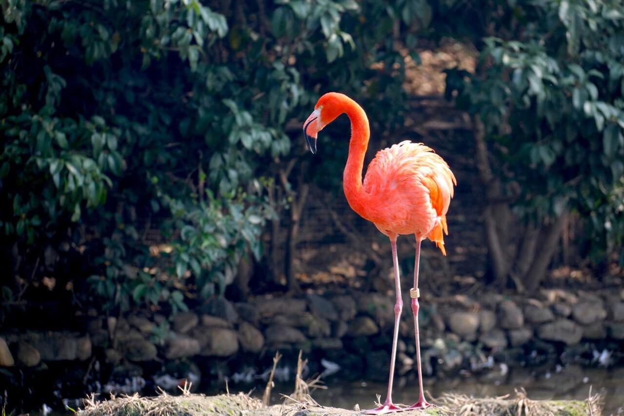 De flamingo op Bonaire Benieuwd naar de dieren op Bonaire? De flamingo is hier een van. Dit prachtige en swingende dier is ontzettend mooi om te zien.