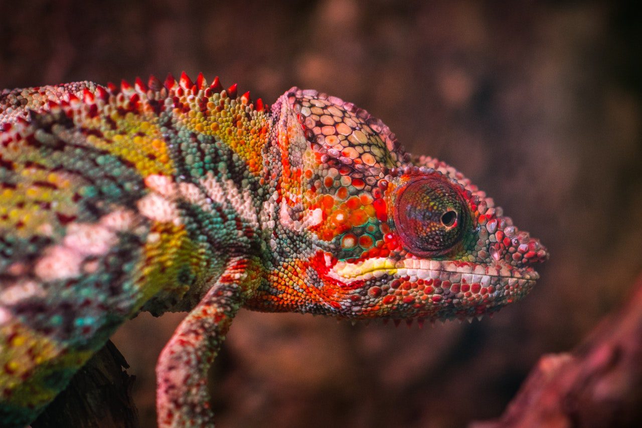 Dieren op Bonaire De hagedis is een dier op Bonaire. Houd je camera in de aanslag om de dieren op Bonaire te fotograferen. Kleine en grote hagedissen zijn leuk!