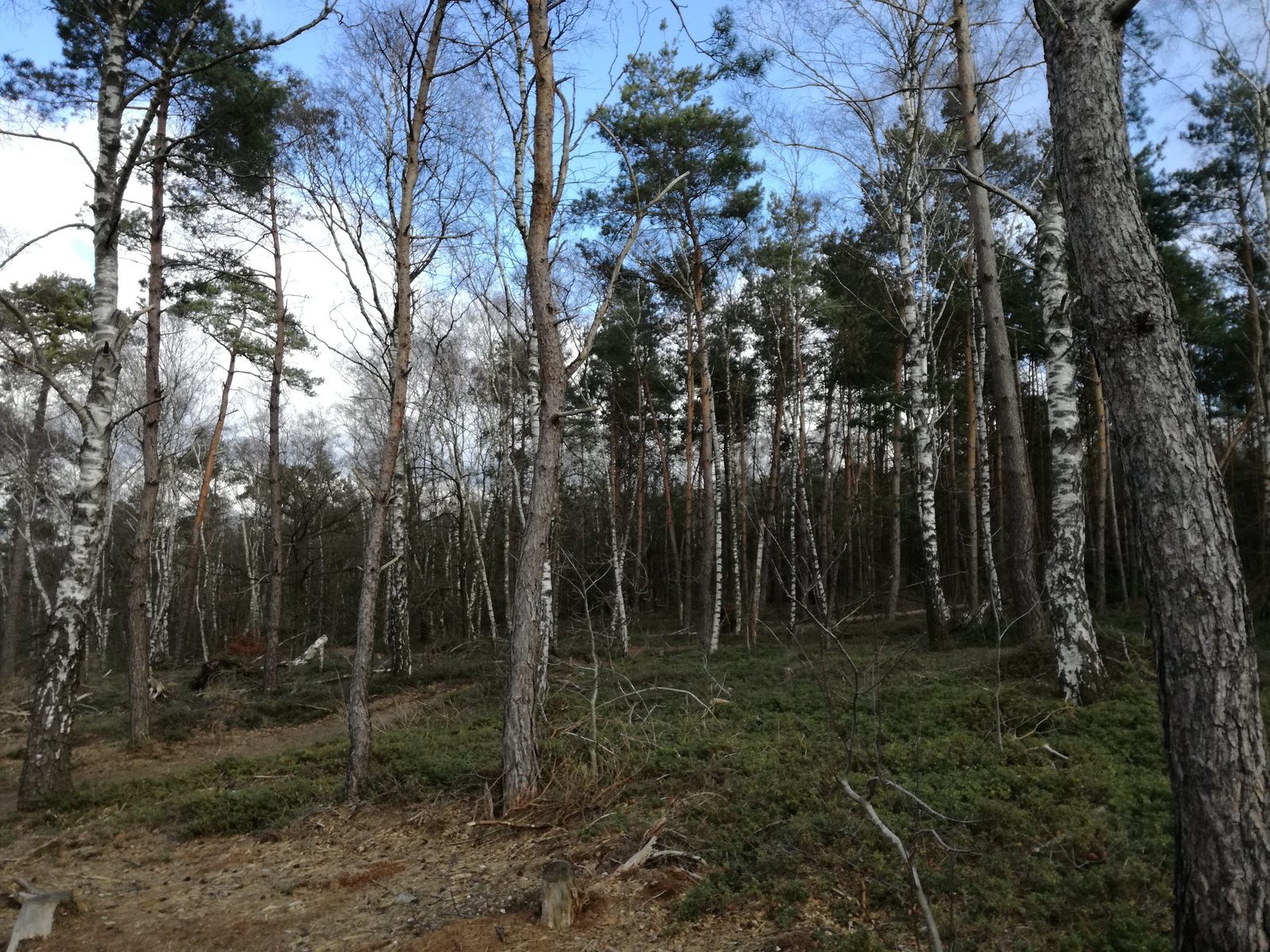 In het bos bij de Holterberg
