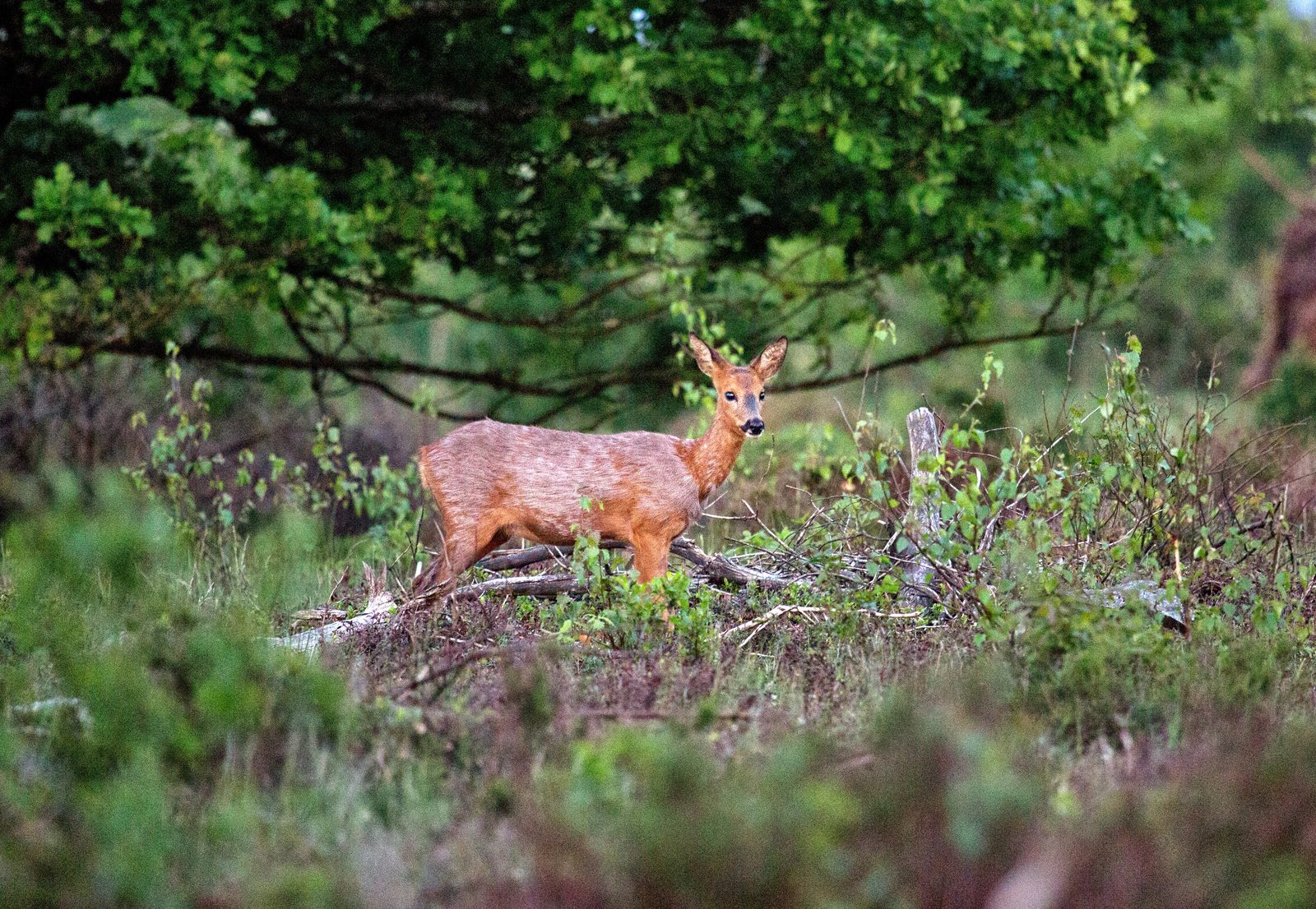 Nationaal Park de Sallandse Heuvelrug