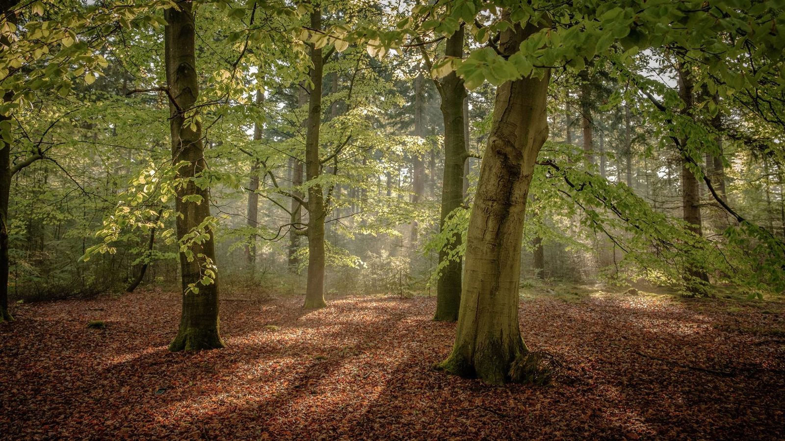 Nationaal Park de Sallandse Heuvelrug