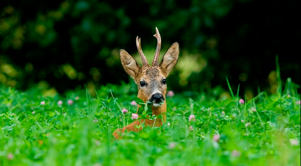 Naturwanderungen