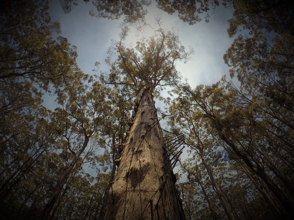 Kletterwald "Brabantse Wal"