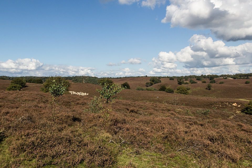 Campsite Veluwe Campsite Veluwe
