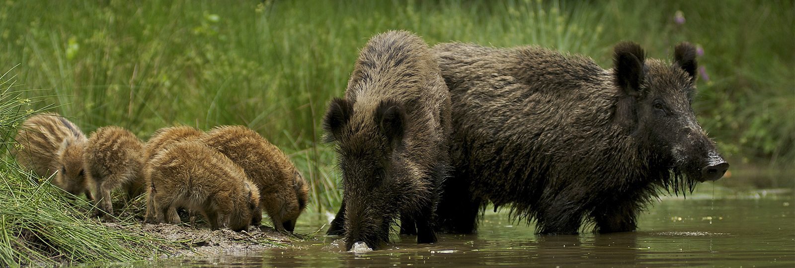 Beautiful wild boars on the Veluwe