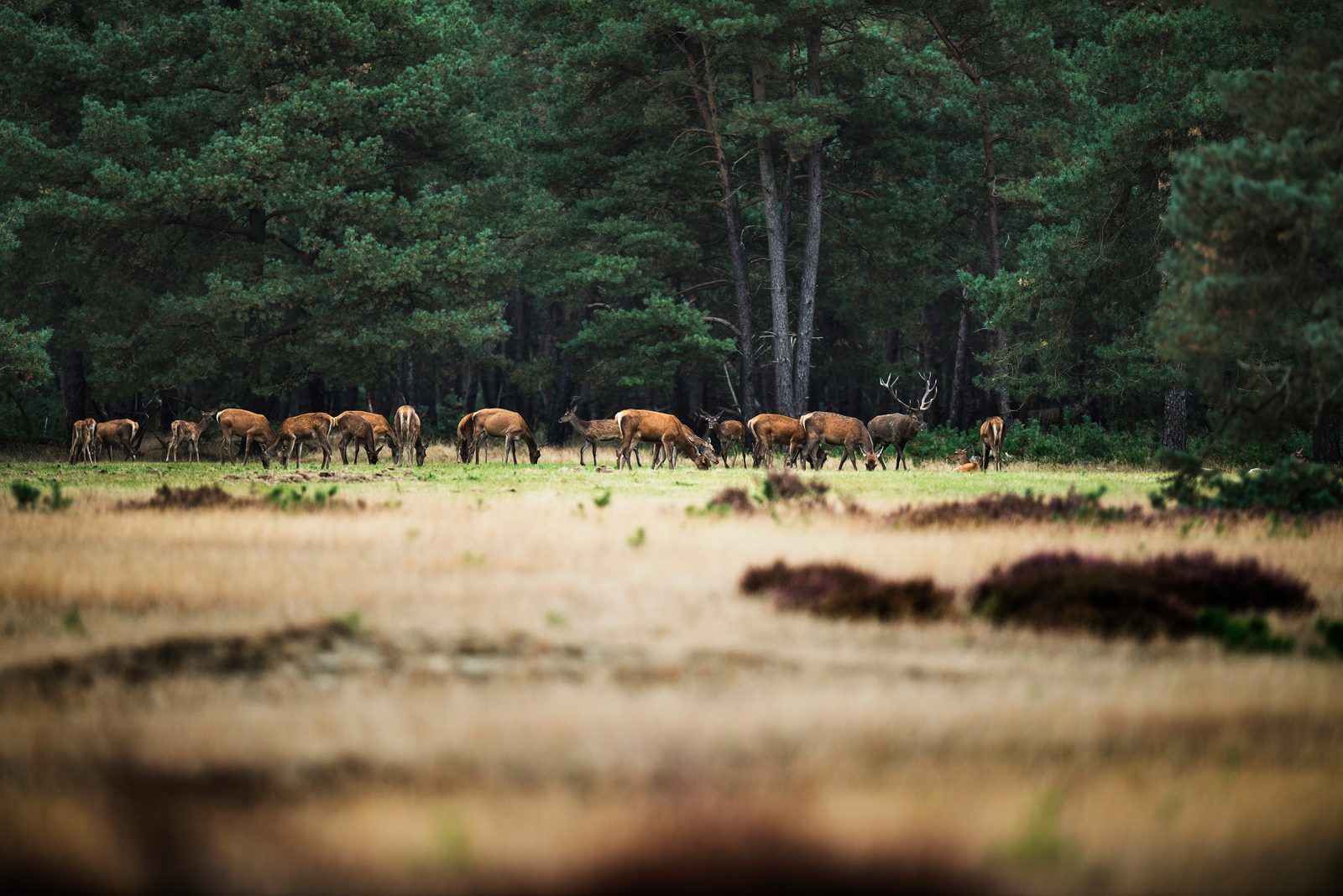 Reh in der Veluwe