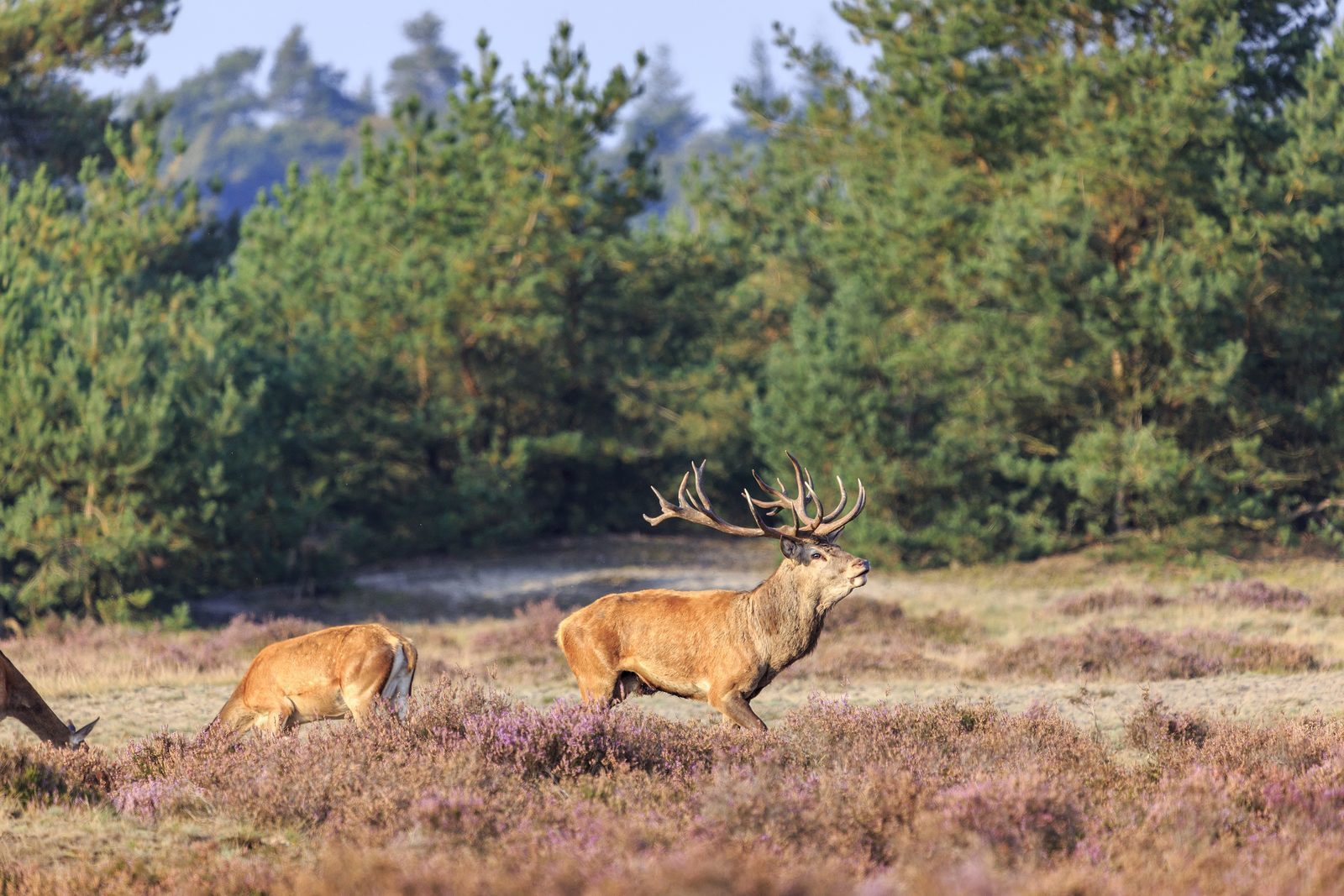 Rothirsch in der Veluwe