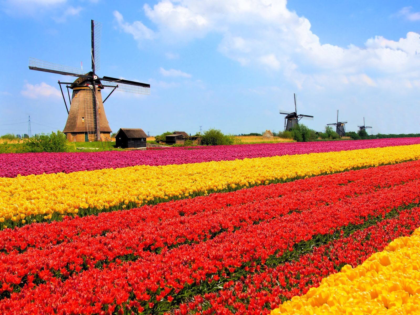 Tulips in Noordwijk