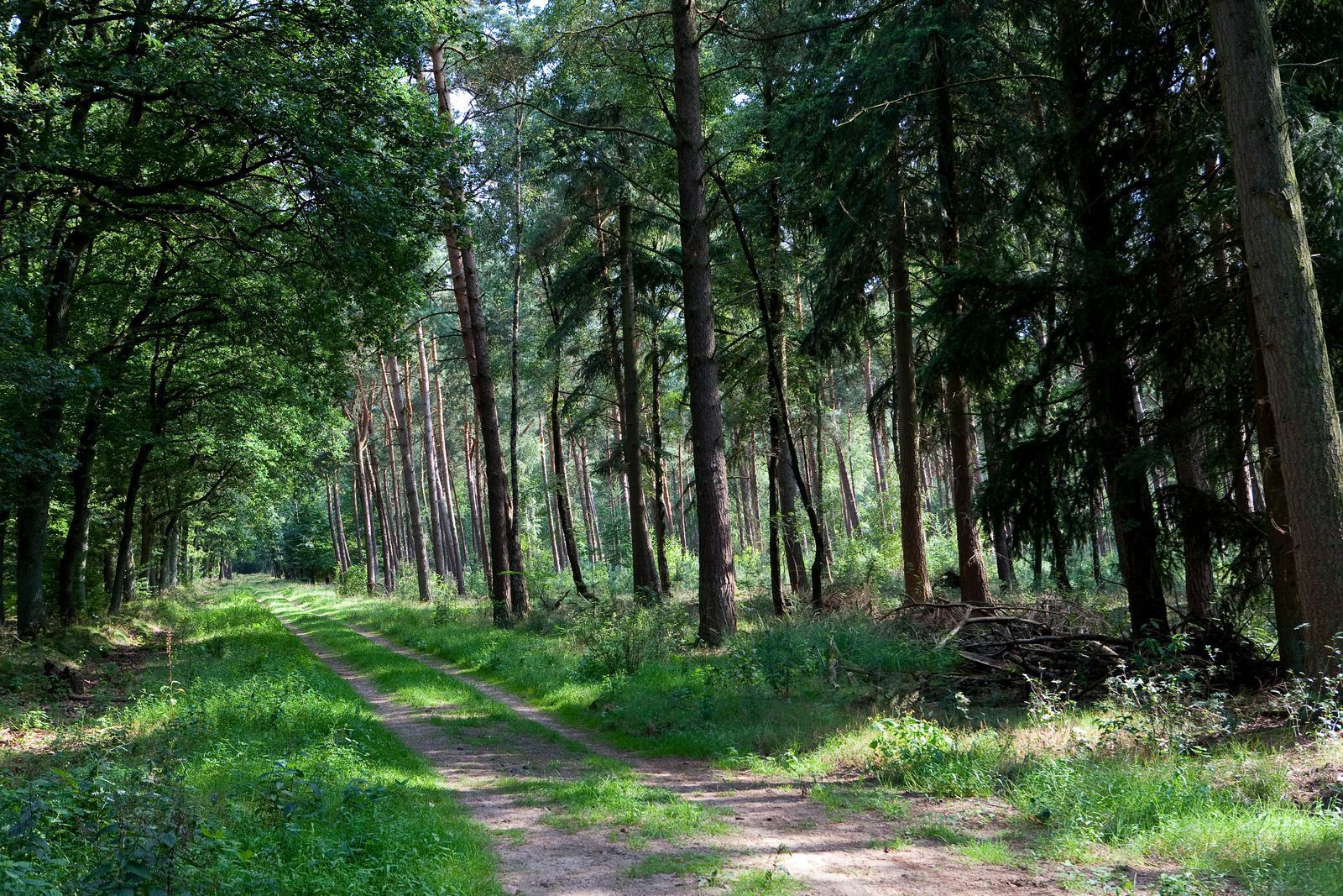 Forest around Lunteren
