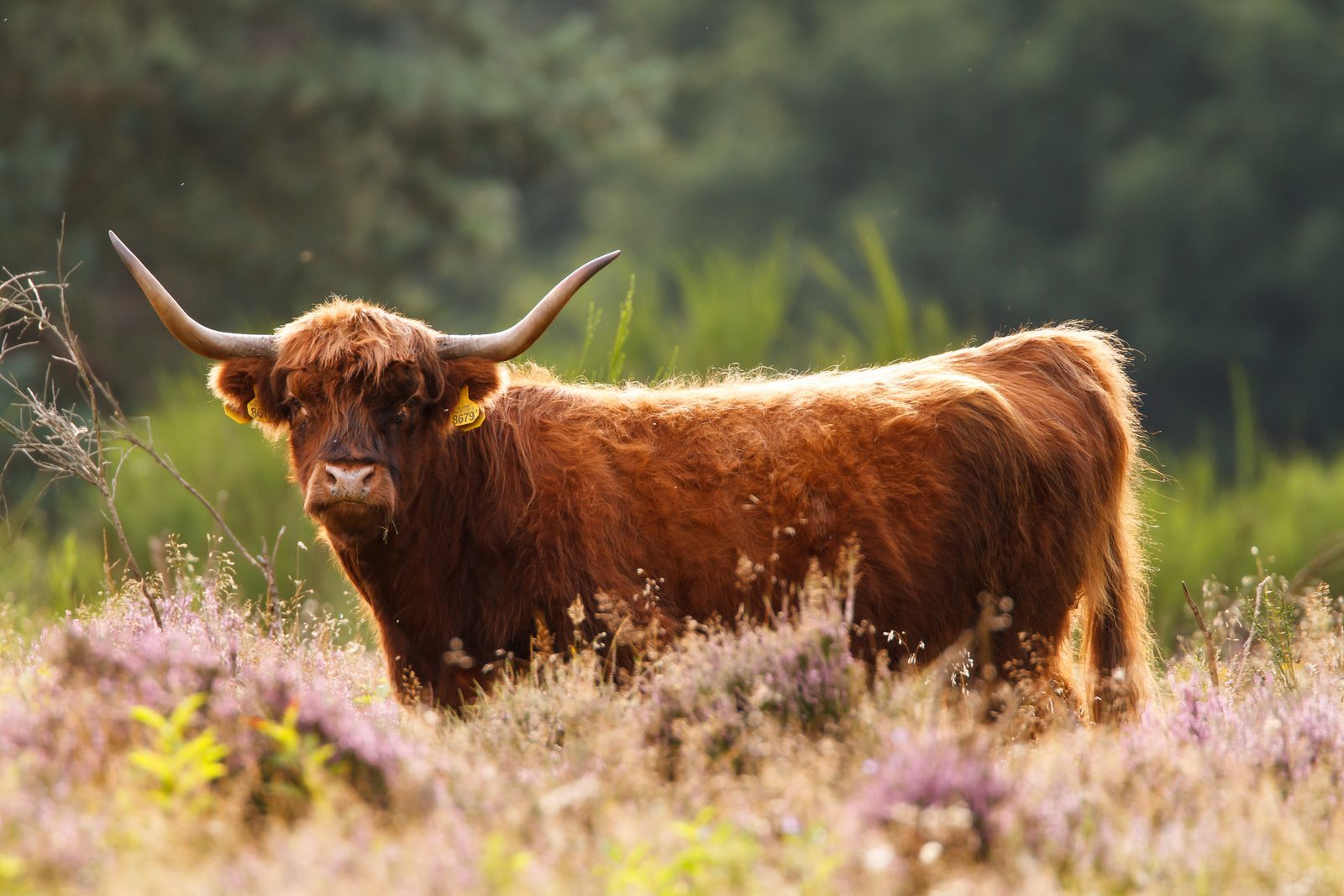 Buffalo in the Veluwe