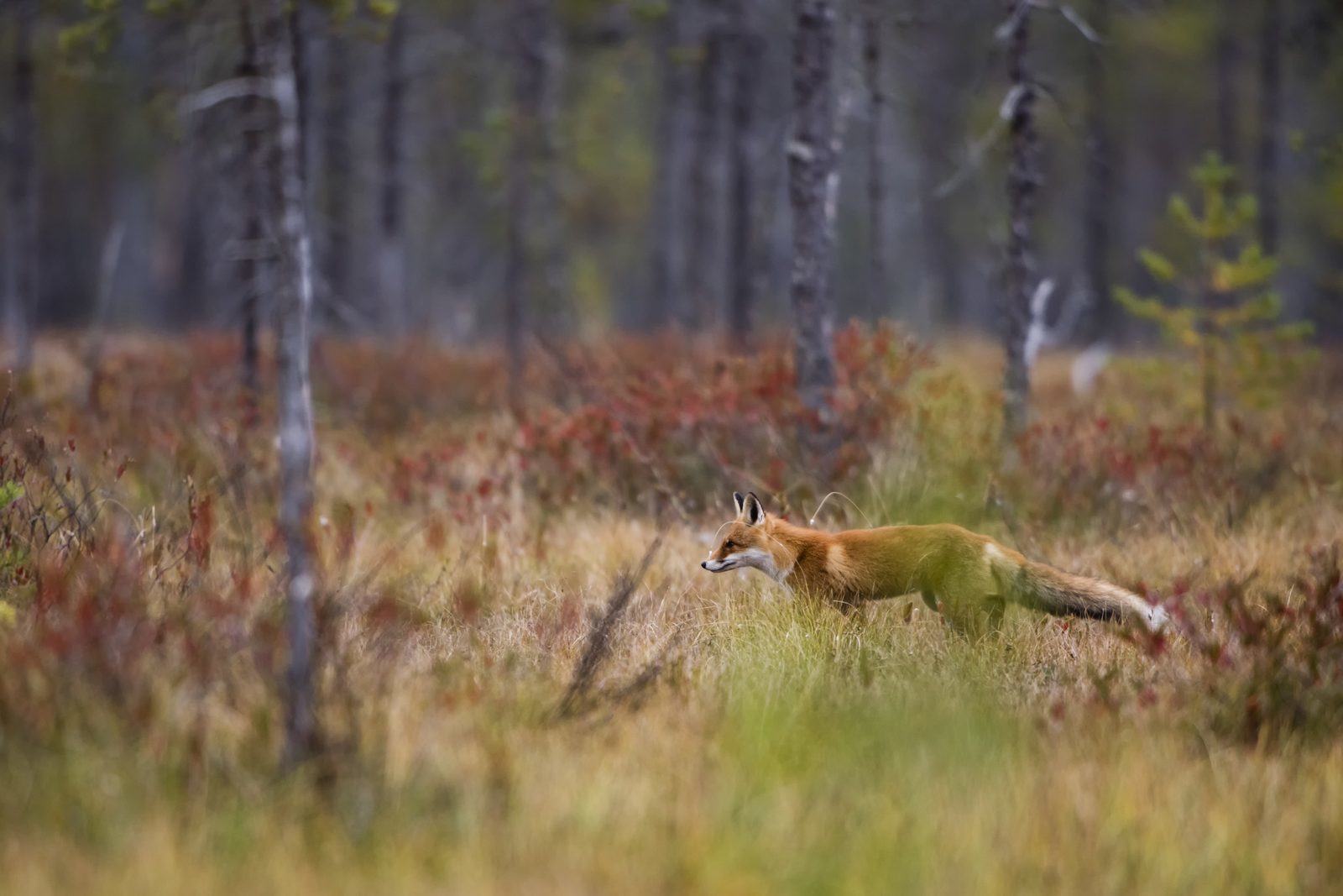 Fox in the Veluwe