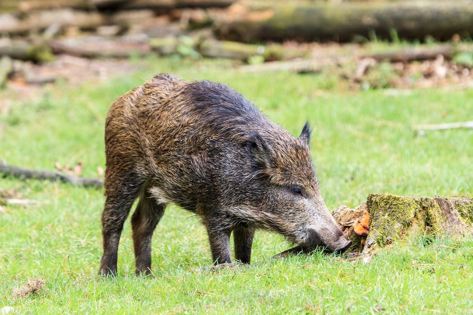 Wild boar in the Veluwe