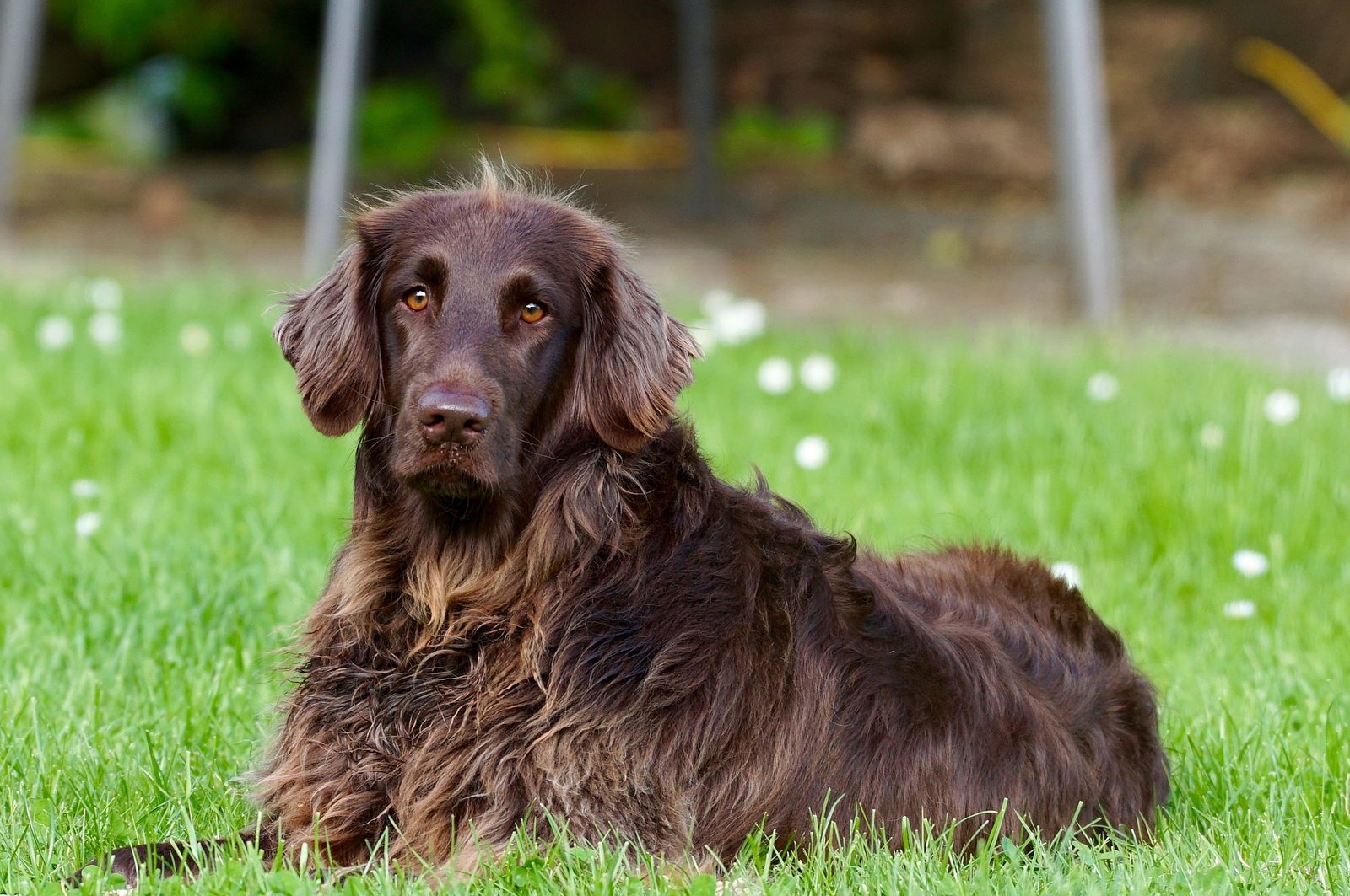 Ferienwohnung mit Hund in Deutschland Ferienpark Hambachtal Succes