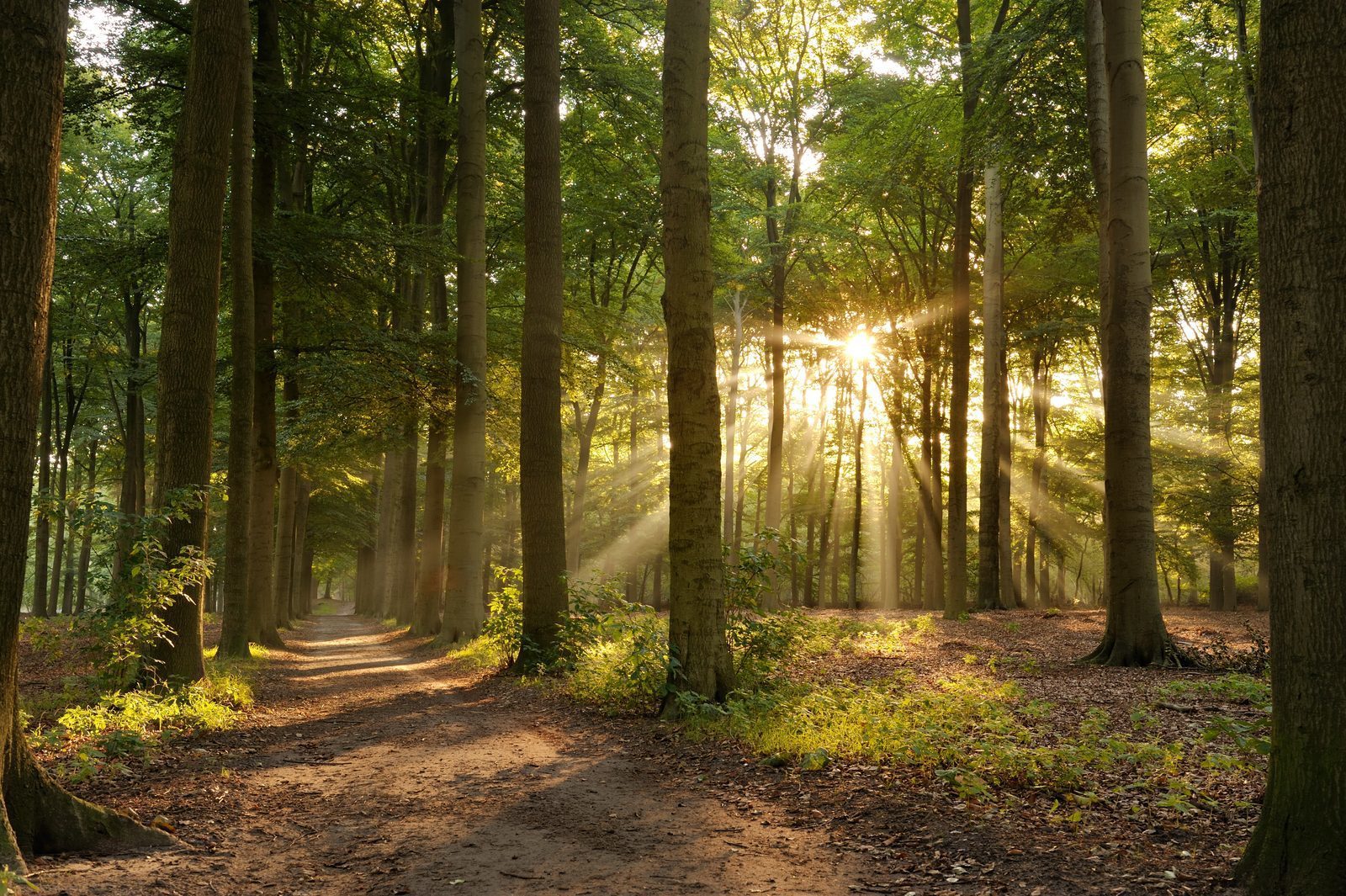 Wald