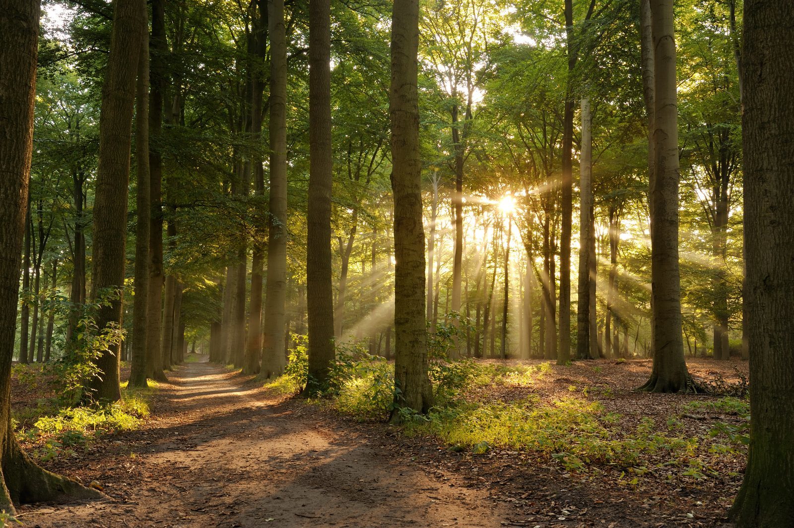 Wald