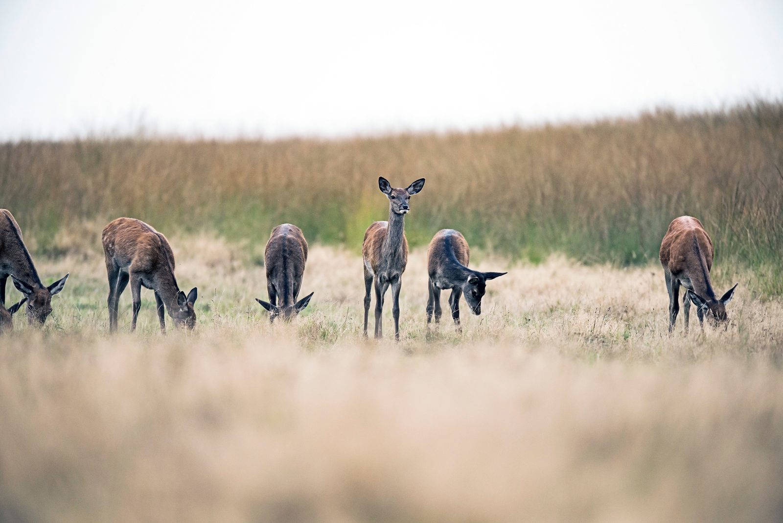 Cerf dans la Veluwe