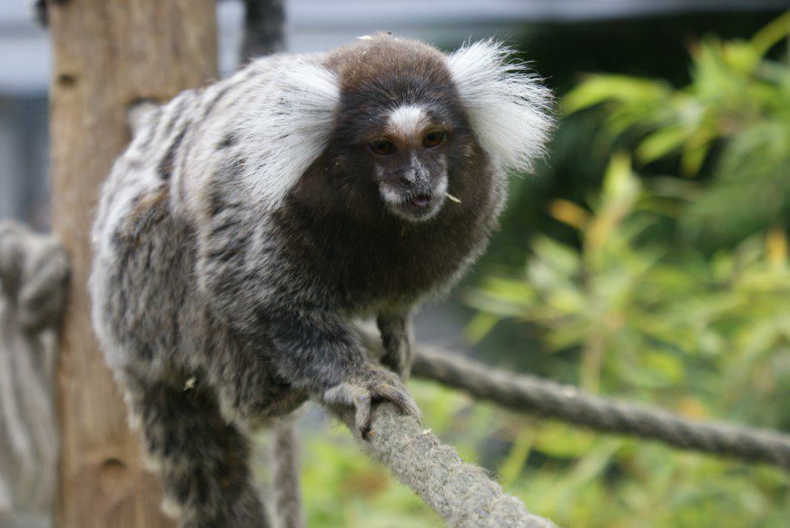 Parc Zoologique De Fort-mardyck Dunkerque Grand Littoral Avis