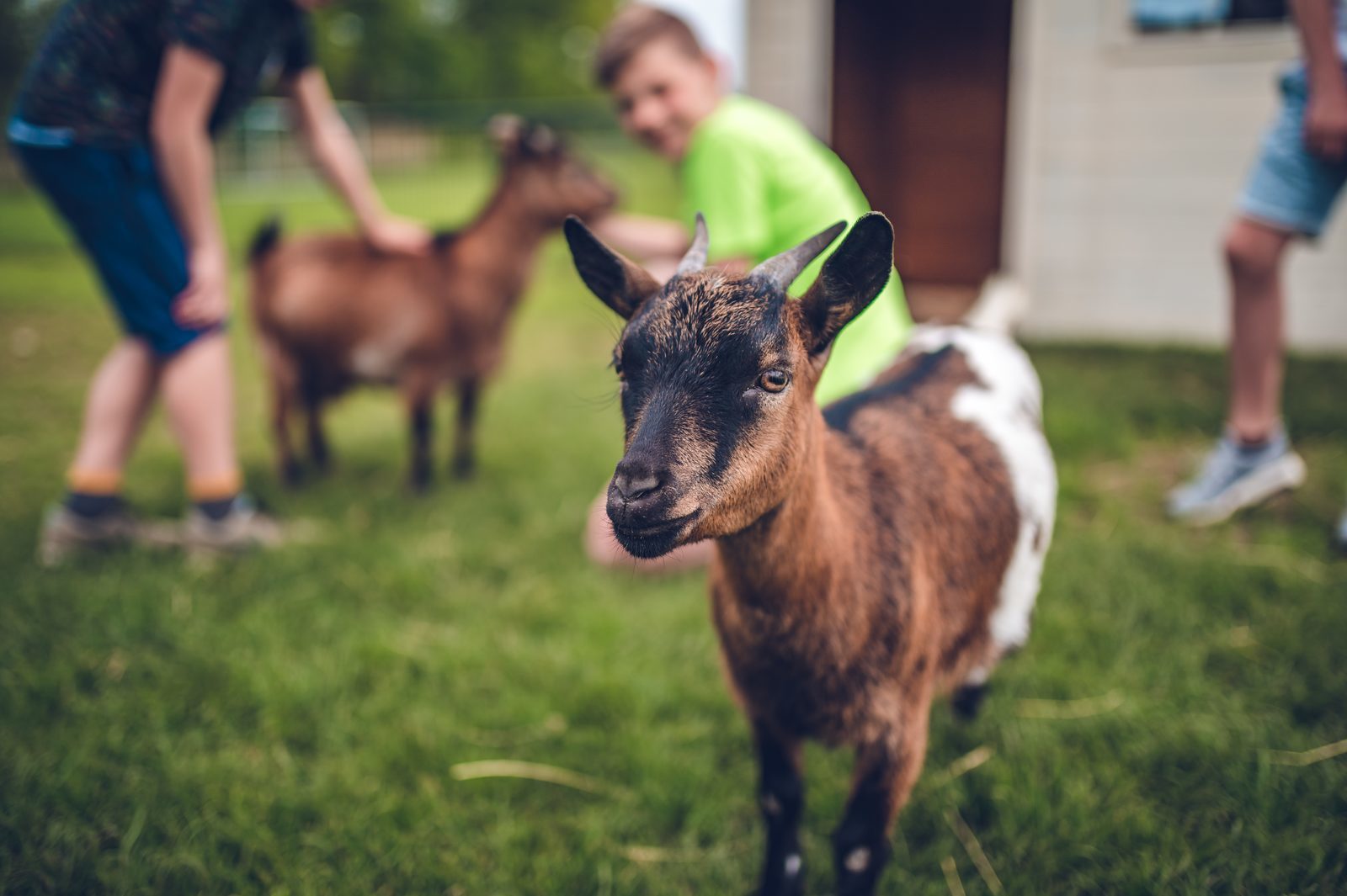 Dierenweide