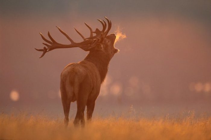 Dünenvilla (ohne Fernseher): 6 Personen, 3 Schlafzimmer