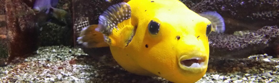 Gele vis in aquarium