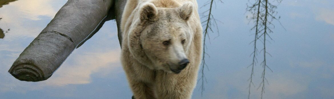 un ours à l'eau