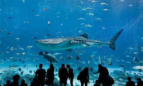 Aquarium Nausicaa