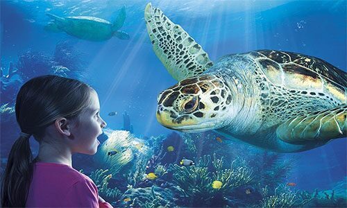 Schildpad in aquarium