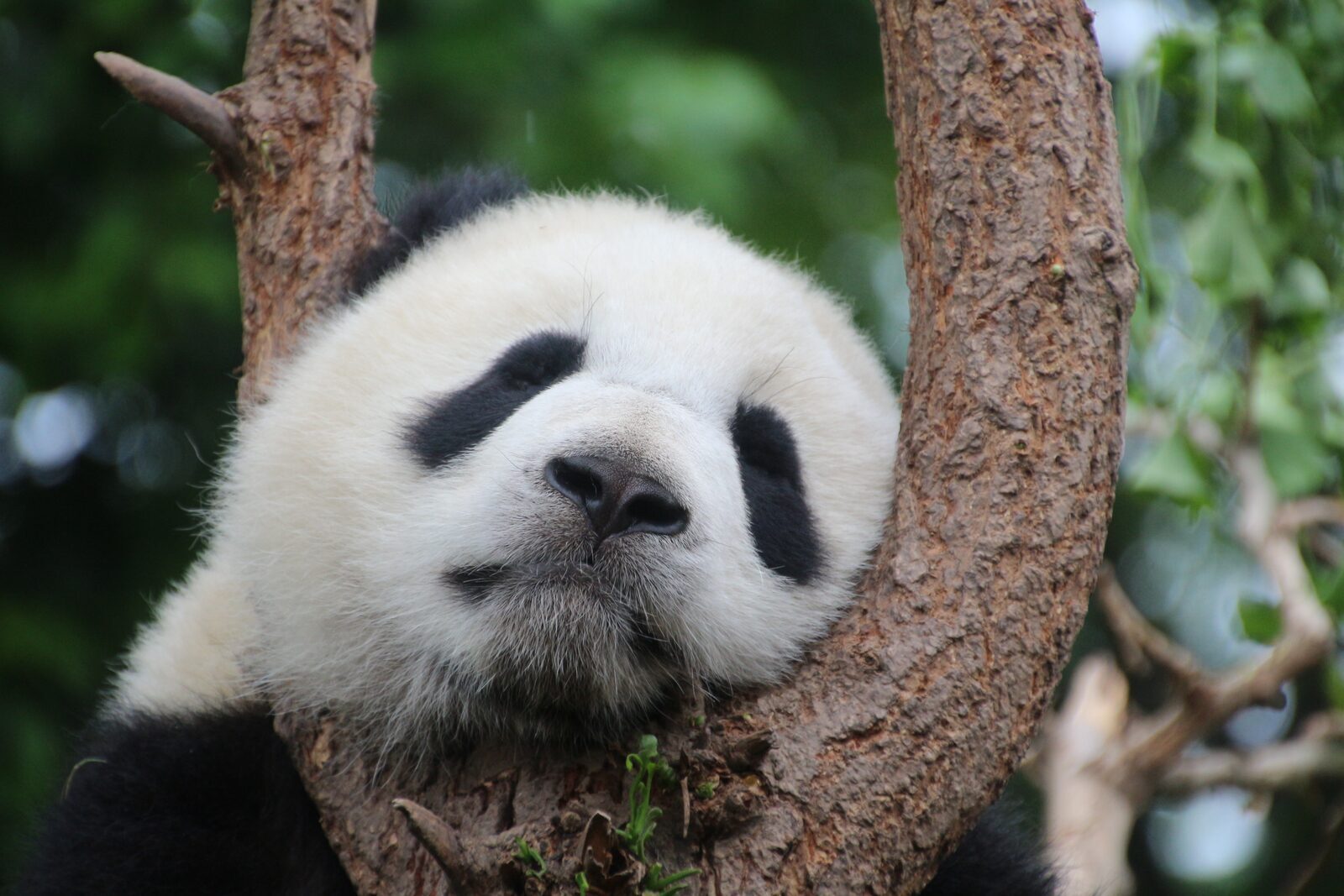 Ouwehands Zoo