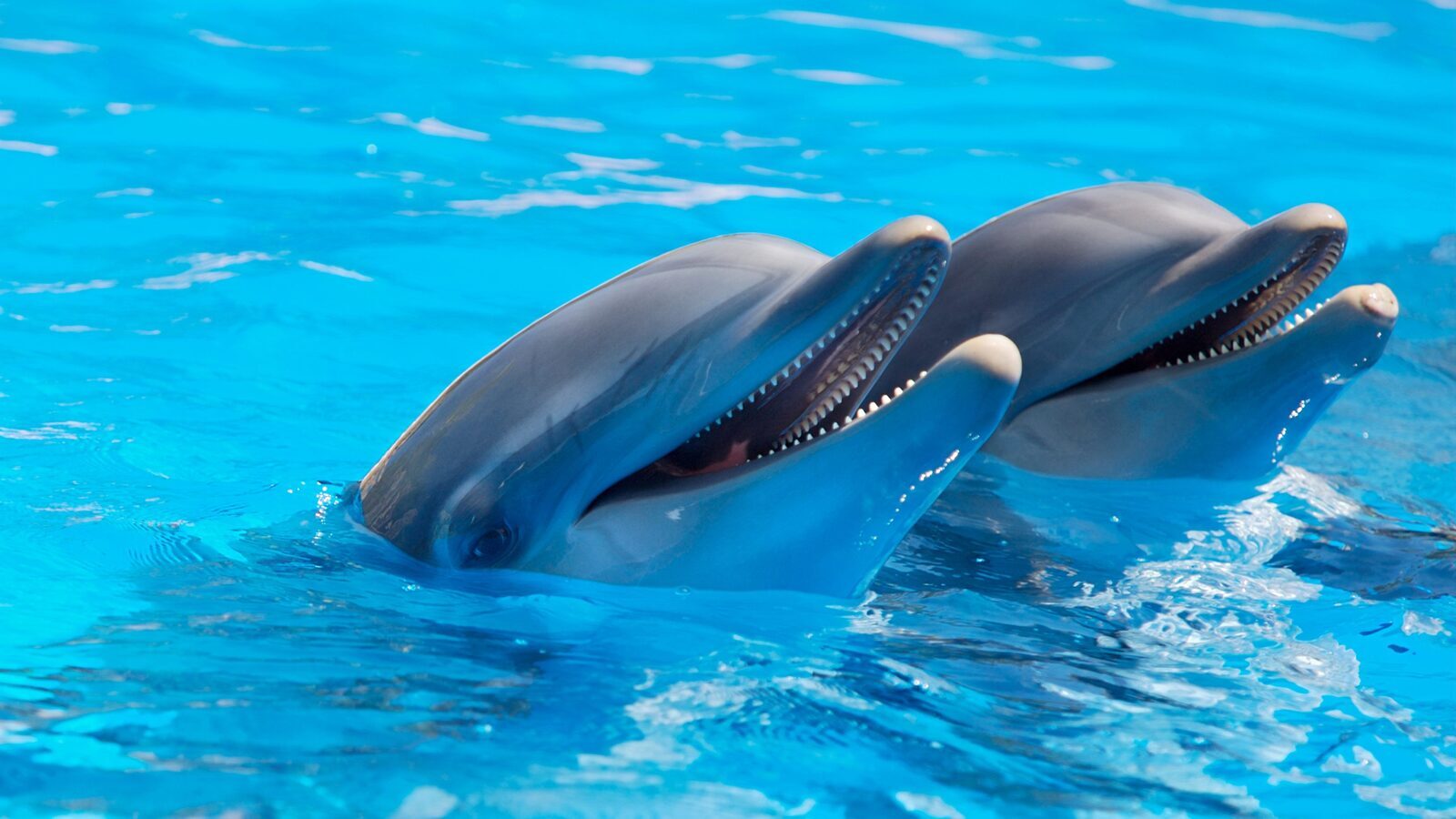 Dolfinarium Harderwijk