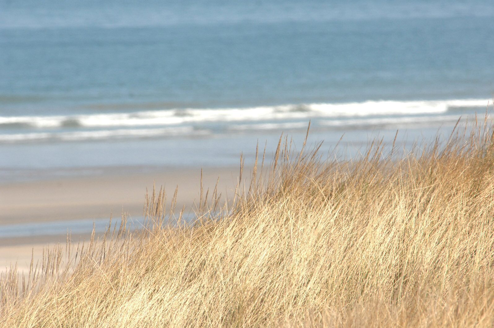 Bray-Dunes Etoile de Mer