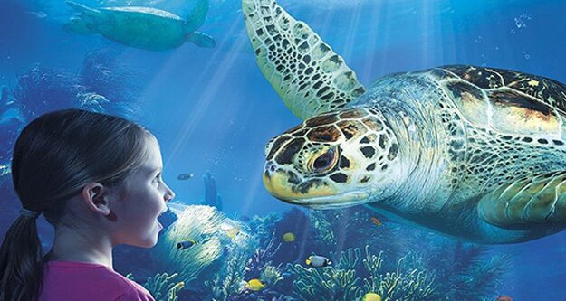 Sea Life