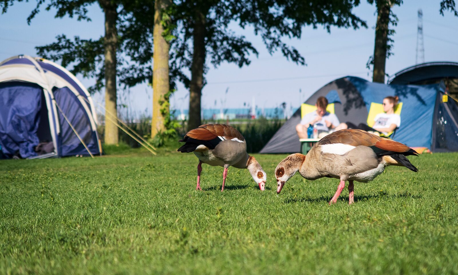 tentenveld camping zeeburg