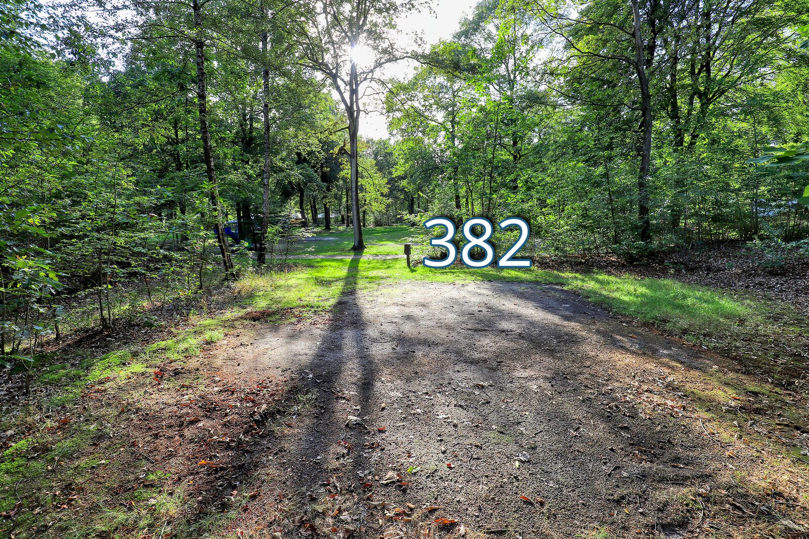 houtduif 382
