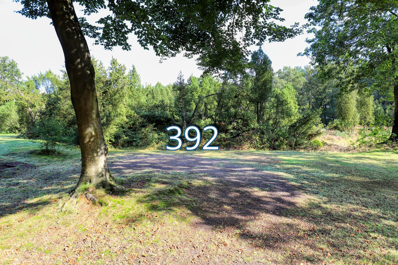 houtduif 392