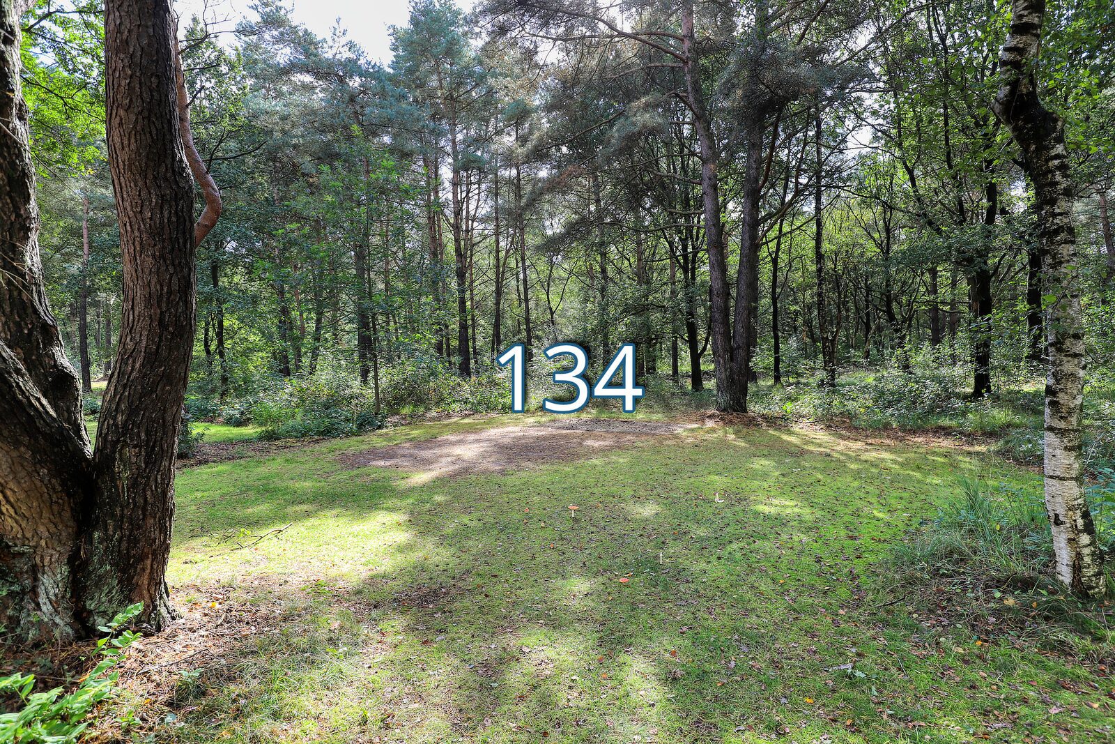 tureluur 134