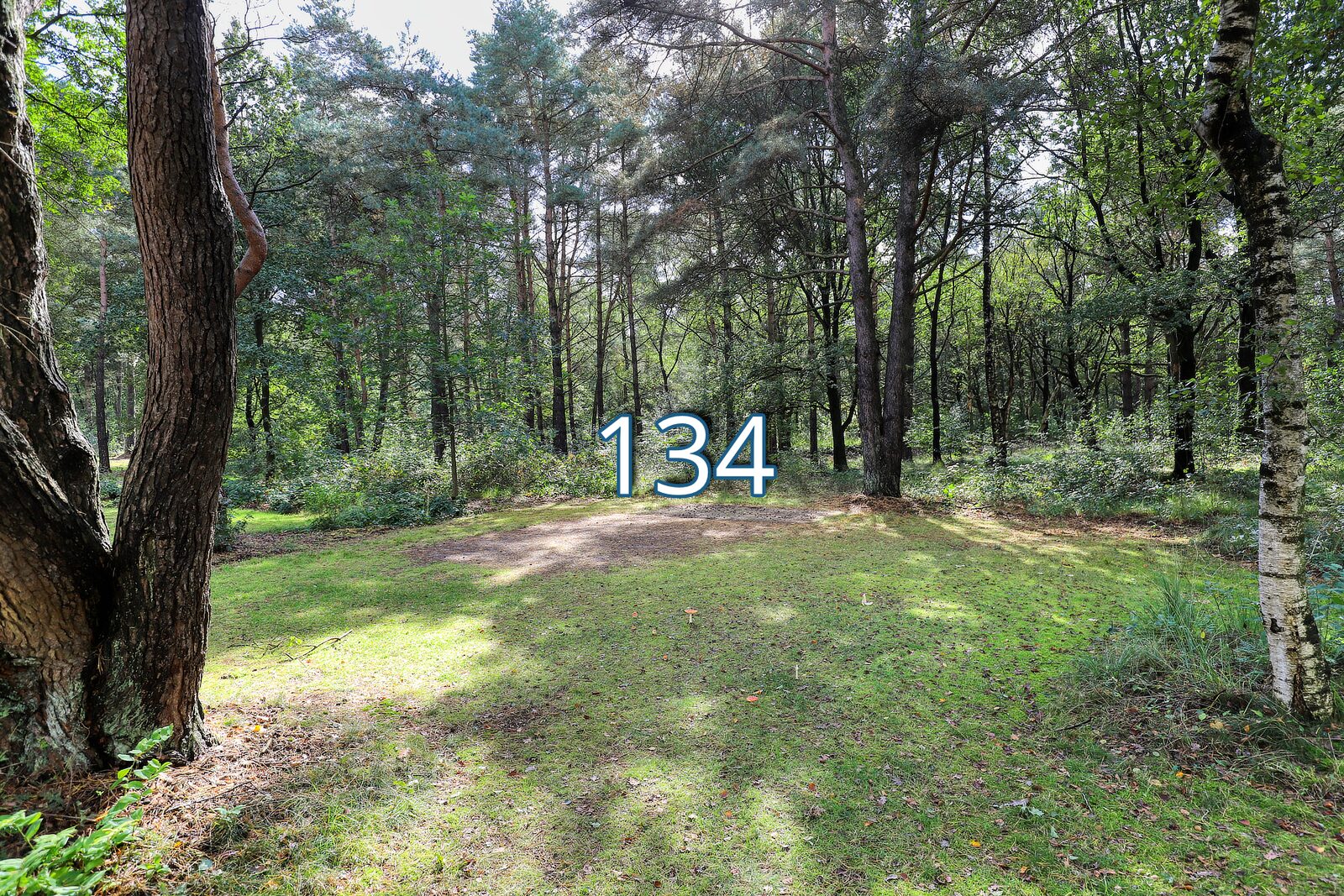 tureluur 134