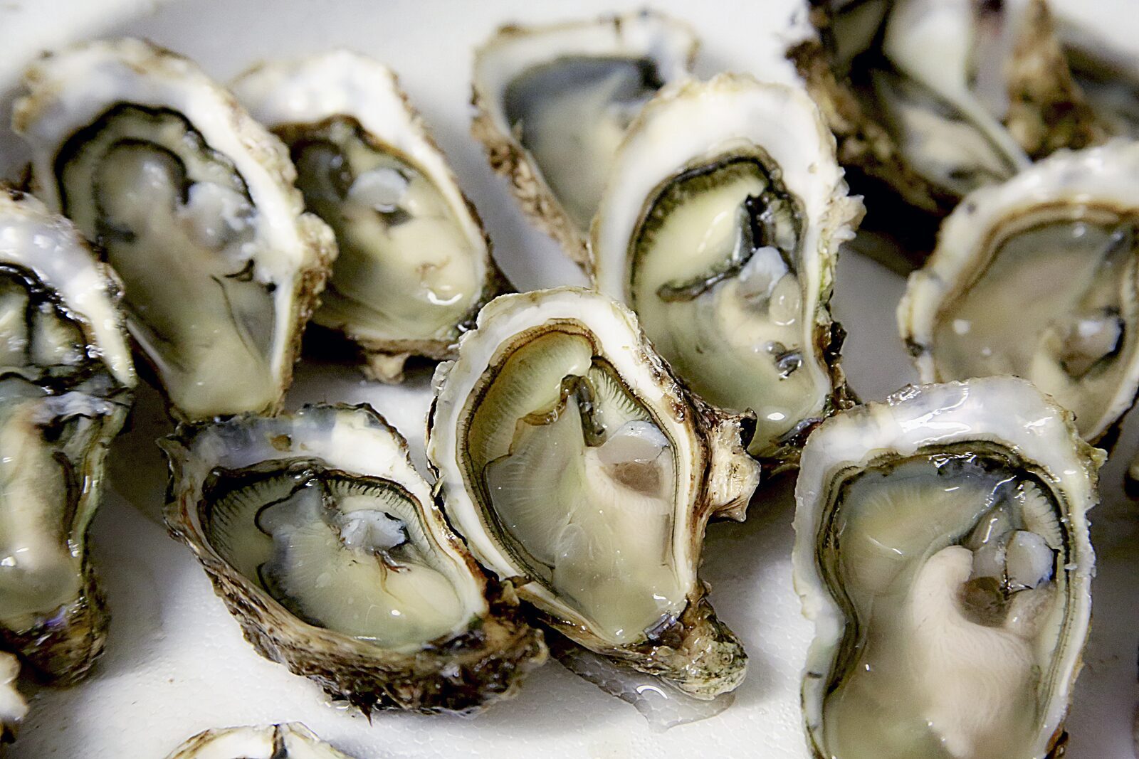 Welkom met oester en prosecco