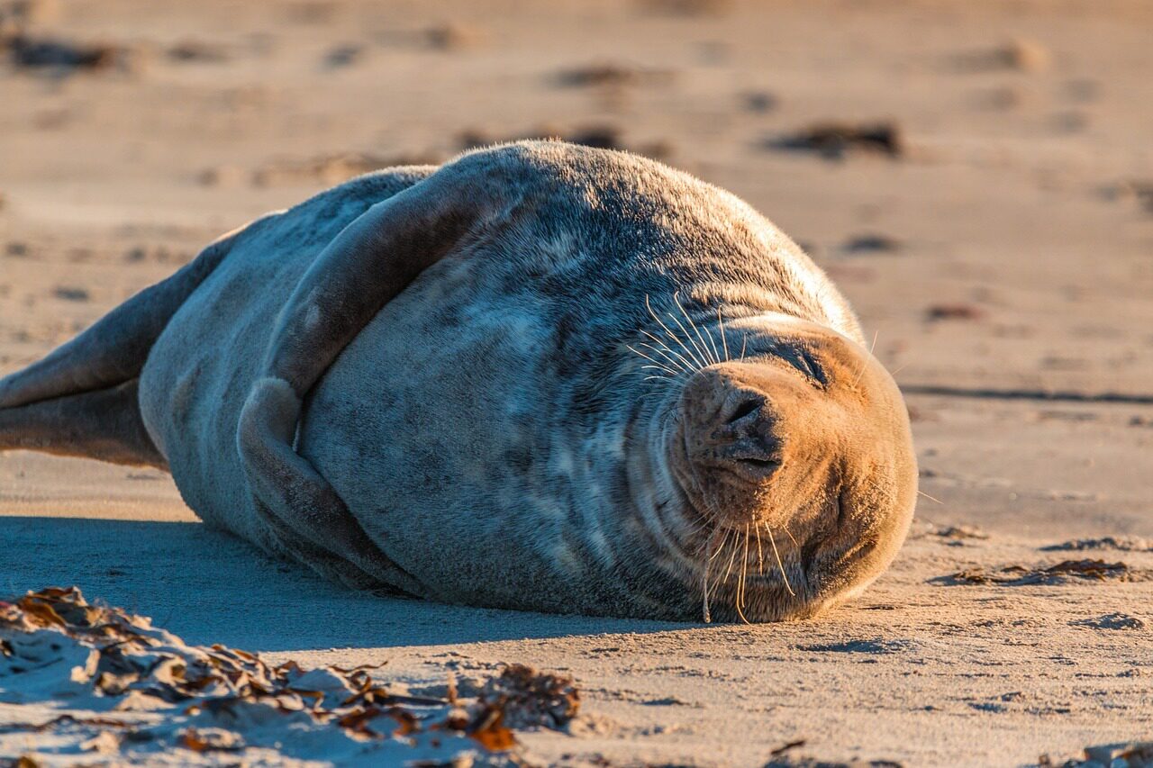 Zeehondje Terschelling