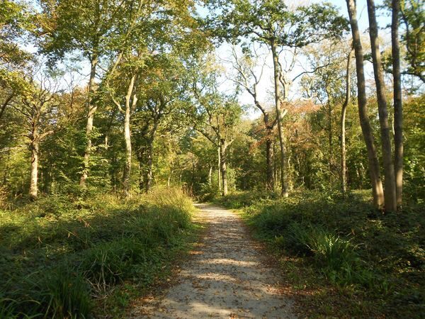 Sentier des Aulnes