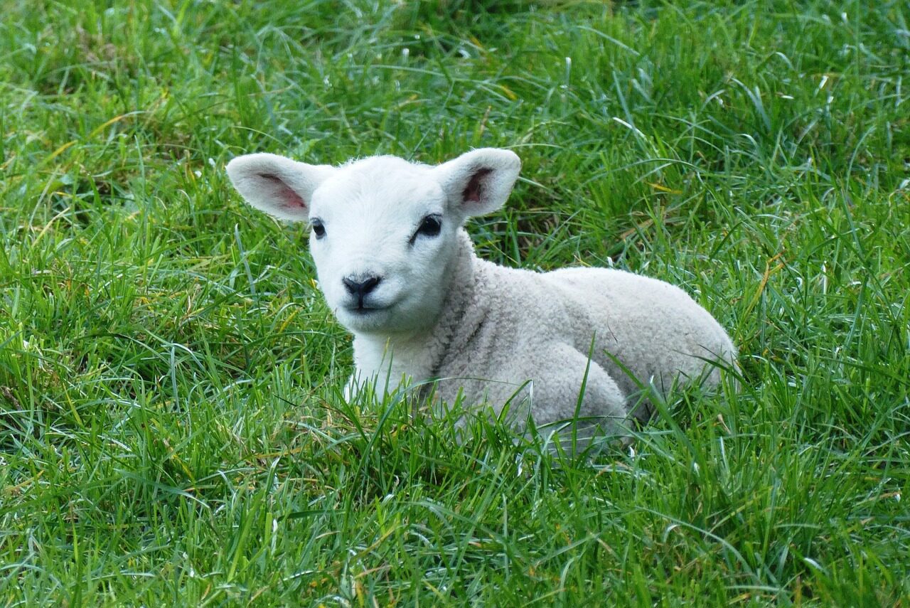 Lammetje in de wei Terschelling