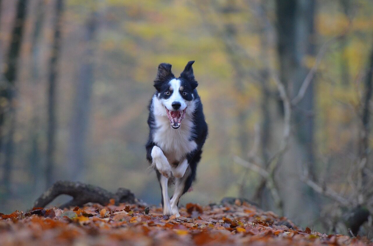 Hond mee naar Terschelling