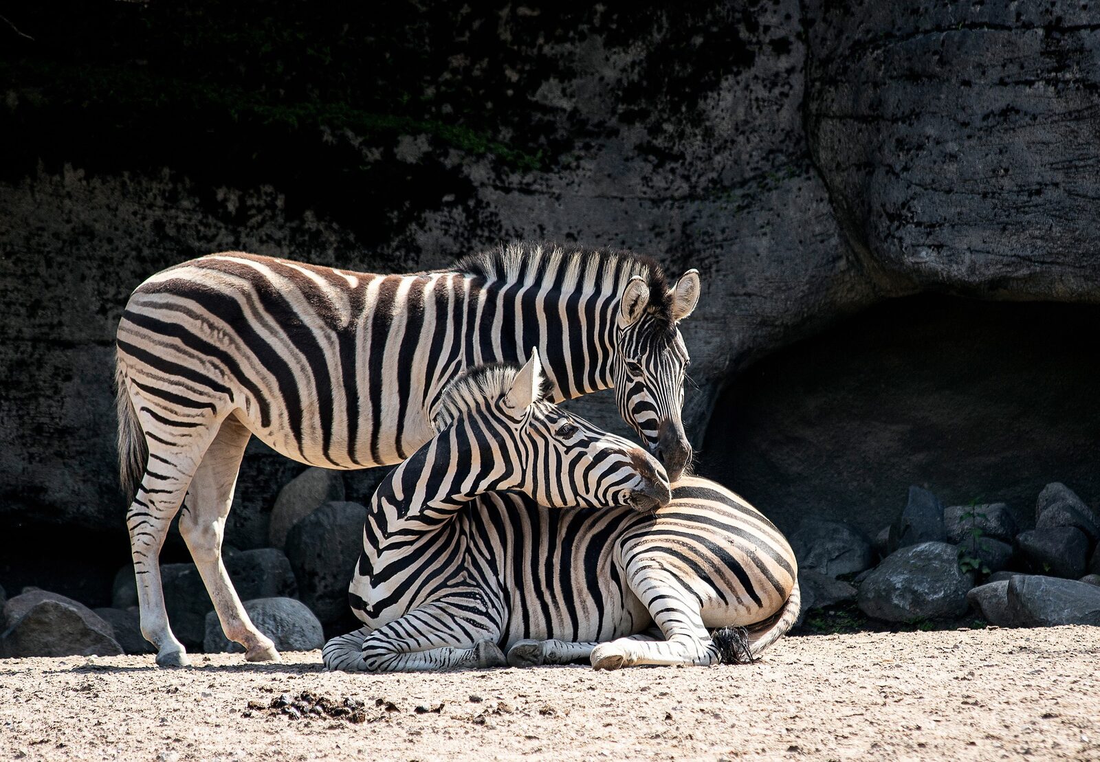Wildland Adventure Zoo Emmen