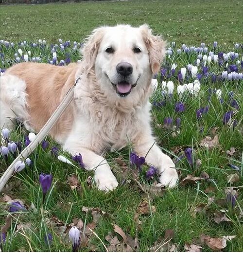 Hond uitlaten