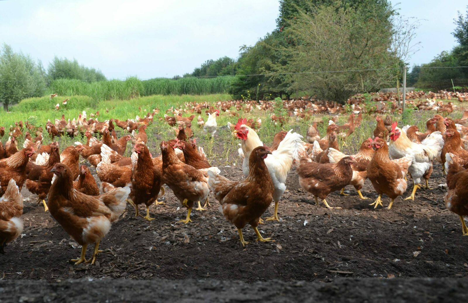 ๐ Biologische Pluimveehouderij 'De Lankerenhof'